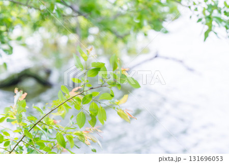 大阪府枚方市の山田池公園の池面に映る新緑 131696053