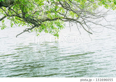 大阪府枚方市の山田池公園の池面に映る新緑 131696055