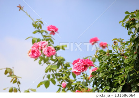 バラの花　パレード 131696064