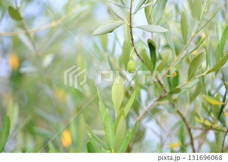 爽やか　オリーブの実 131696068