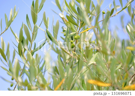 爽やか オリーブの実 爽やか オリーブの実 131696071