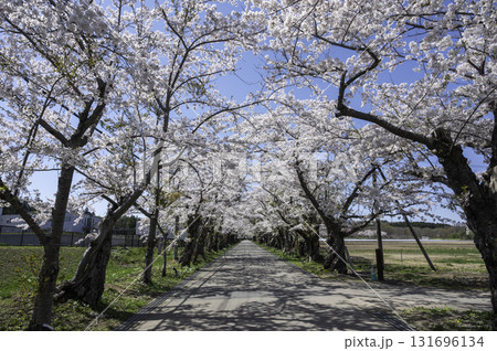 清川陣屋の桜並木 131696134