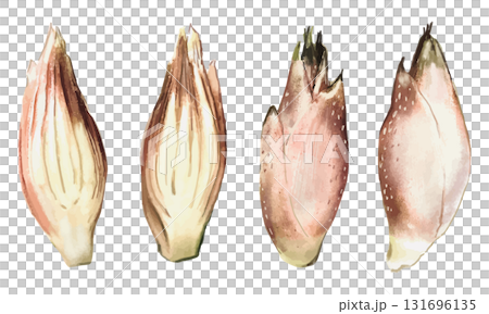 水彩で描いた茗荷(ミョウガ)のイラスト素材セット 水彩で描いた茗荷(ミョウガ)のイラスト素材セット 131696135
