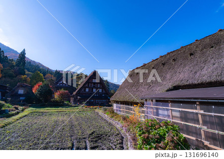 【世界遺産】紅葉真っ盛りの白川郷【岐阜県】 131696140