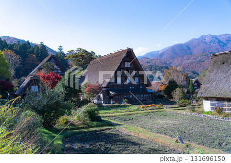 【世界遺産】紅葉真っ盛りの白川郷【岐阜県】 【世界遺産】紅葉真っ盛りの白川郷【岐阜県】 131696150
