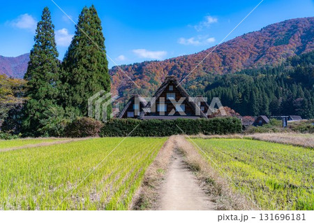 【世界遺産】紅葉真っ盛りの白川郷・三連合掌【岐阜県】 【世界遺産】紅葉真っ盛りの白川郷・三連合掌【岐阜県】 131696181