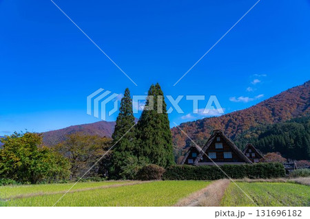【世界遺産】紅葉真っ盛りの白川郷・三連合掌【岐阜県】 131696182