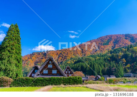 【世界遺産】紅葉真っ盛りの白川郷・三連合掌【岐阜県】 131696188