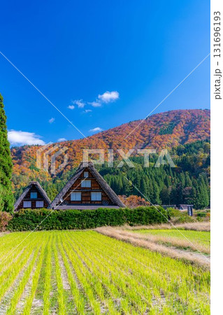 【世界遺産】紅葉真っ盛りの白川郷・三連合掌【岐阜県】 【世界遺産】紅葉真っ盛りの白川郷・三連合掌【岐阜県】 131696193