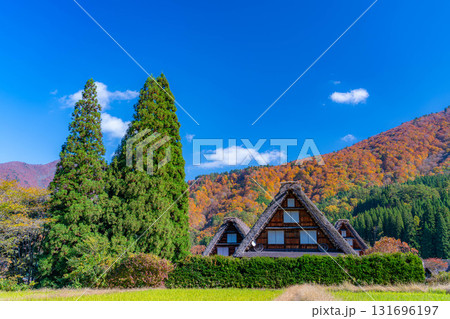 【世界遺産】紅葉真っ盛りの白川郷・三連合掌【岐阜県】 【世界遺産】紅葉真っ盛りの白川郷・三連合掌【岐阜県】 131696197