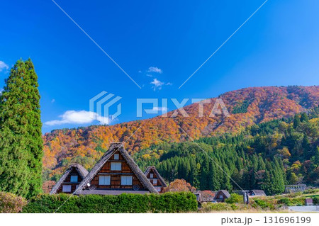 【世界遺産】紅葉真っ盛りの白川郷・三連合掌【岐阜県】 131696199