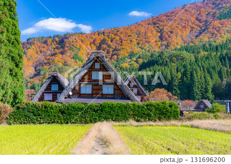 【世界遺産】紅葉真っ盛りの白川郷・三連合掌【岐阜県】 131696200
