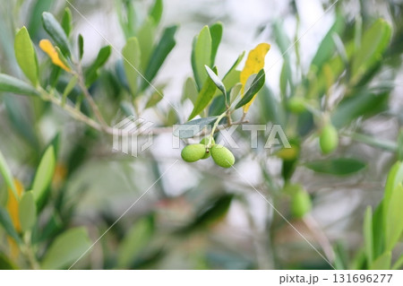 爽やか　オリーブの実 131696277