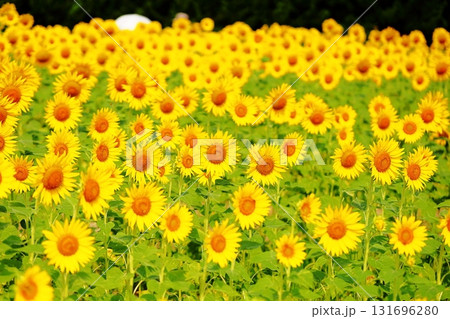 咲始め ヒマワリの花 咲始め ヒマワリの花 131696280