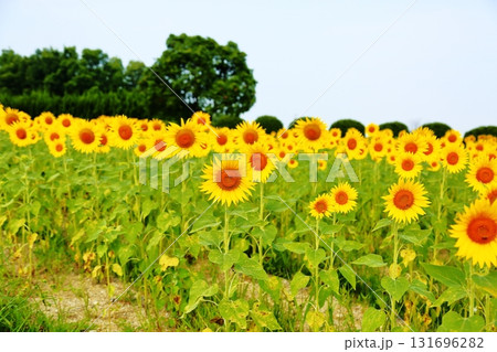 群生 ヒマワリの花 群生 ヒマワリの花 131696282