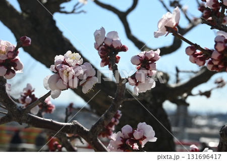 咲き始めた梅の花 咲き始めた梅の花 131696417