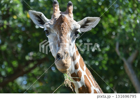 食事中のアミメキリン 131696795