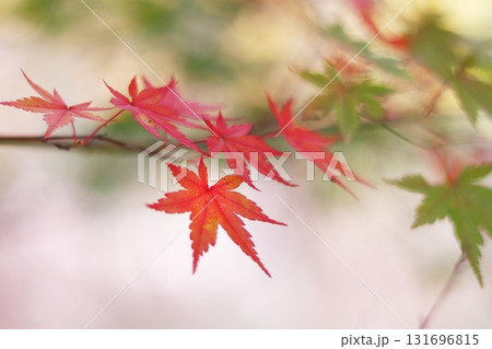 真っ赤な紅葉 真っ赤な紅葉 131696815