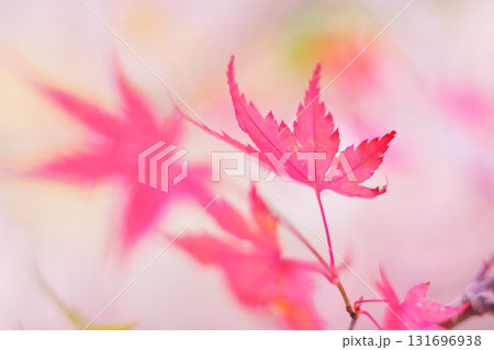 鮮やかな紅葉 鮮やかな紅葉 131696938