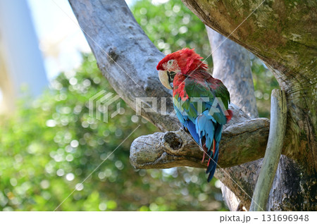 ベニコンゴウインコ 131696948