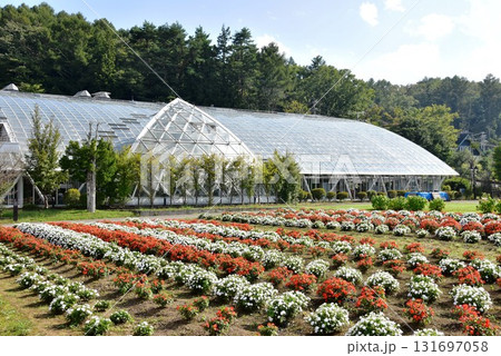 山中湖花の都公園　清流の里のフローラルドームふららとフローラルドームふららと満開サンパチェンス 131697058