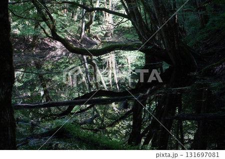 九月の十二湖　道芝の池 131697081