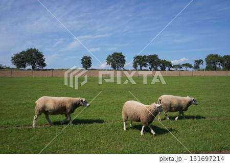 のどかに草を食む羊 131697214