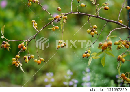 秋の日にひっそり実ローズヒップ 131697220