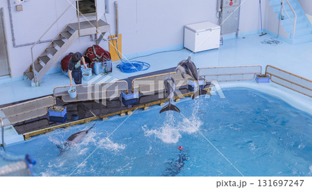 八景島シーパラダイス　プールで飛び跳ね　遊ぶイルカたち 131697247