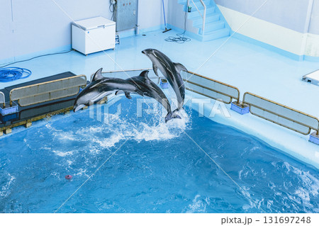 八景島シーパラダイス プールで飛び跳ね 遊ぶイルカたち 八景島シーパラダイス プールで飛び跳ね 遊ぶイルカたち 131697248