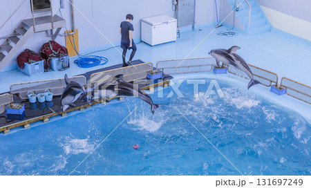 八景島シーパラダイス　プールで飛び跳ね　遊ぶイルカたち 131697249