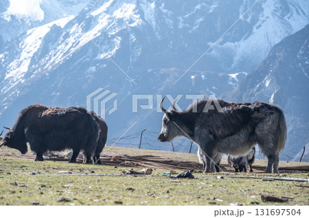 Group of Yaks living in Langtang national park, Nepal. Yak is still used in many parts of central Asia, for transporting large loads through the mountain pass. Group of Yaks living in Langtang national park, Nepal. Yak is still used in many parts of central Asia, for transporting large loads through the mountain pass. 131697504
