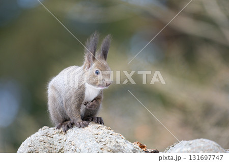 自然の中のエゾリス 自然の中のエゾリス 131697747