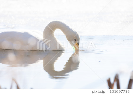 水面の白鳥 水面の白鳥 131697753