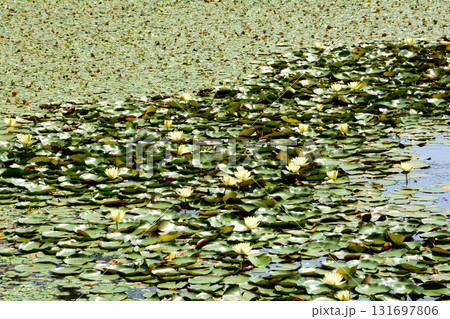 水戸市植物公園　2025-8-31　＃85 131697806