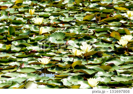 水戸市植物公園　2025-8-31　＃87 131697808