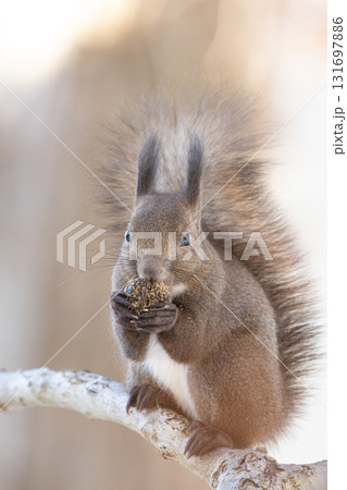 自然の中のエゾリス 131697886