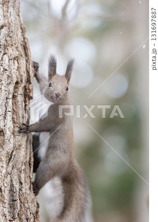 自然の中のエゾリス 131697887