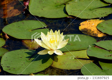 水戸市植物公園　2025-8-31　＃91 131697925