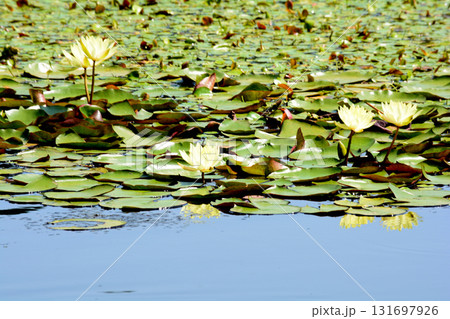 水戸市植物公園 2025-8-31 #92 水戸市植物公園 2025-8-31 #92 131697926