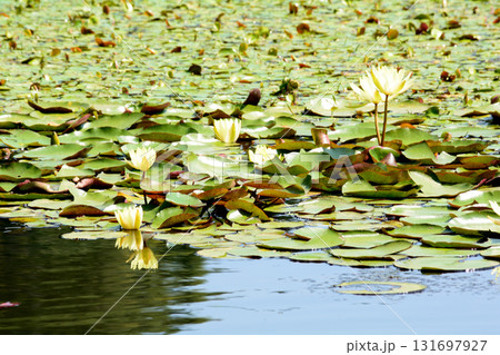水戸市植物公園　2025-8-31　＃93 131697927