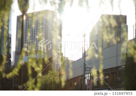 夕日の指す木の葉と都心のビル群 夕日の指す木の葉と都心のビル群 131697955