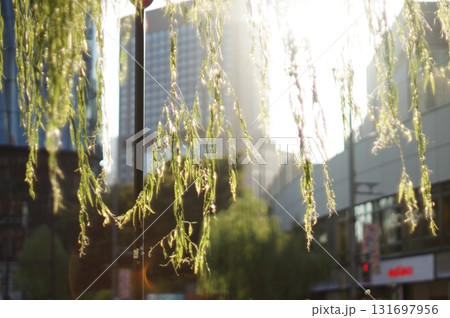 夕日の指す木の葉と都心のビル群 131697956