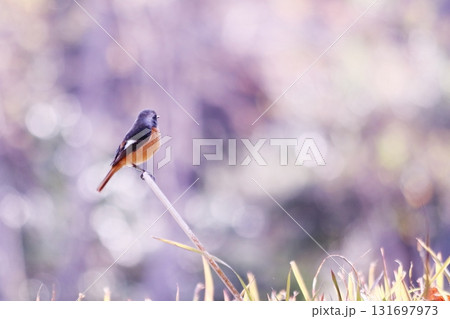 美しい背景と遠くを見つめるジョウビタキ 131697973