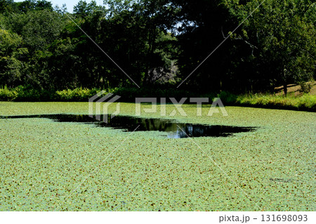 水戸市植物公園　2025-8-31　＃104 131698093