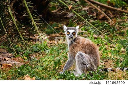 Ring-tailed lemur sitting on green grass and looking back with wide orange eyes in its natural environment Ring-tailed lemur sitting on green grass and looking back with wide orange eyes in its natural environment 131698290