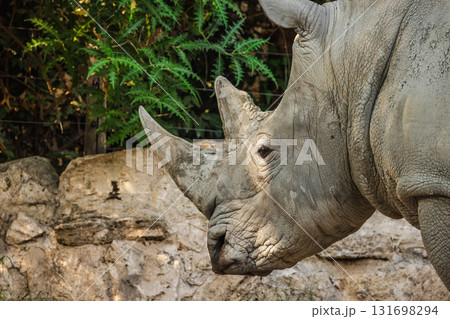 Close-up portrait of a white rhinoceros with textured skin and horn in natural light against rocks and greenery 131698294