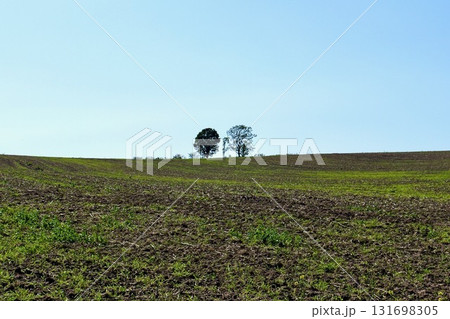 収穫が終わった畑に立つ「親子の木」10月の美瑛の丘 収穫が終わった畑に立つ「親子の木」10月の美瑛の丘 131698305