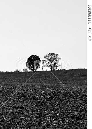 収穫が終わった畑に立つ「親子の木」10月の美瑛の丘「白黒」 収穫が終わった畑に立つ「親子の木」10月の美瑛の丘「白黒」 131698306