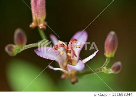 ホトトギス 131698344